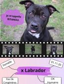Chien0004