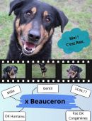 Chien0007
