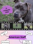 Chien0008